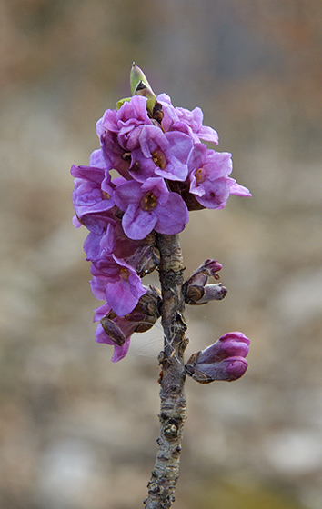 Daphne - smaller format