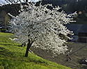 Cherry tree - main link