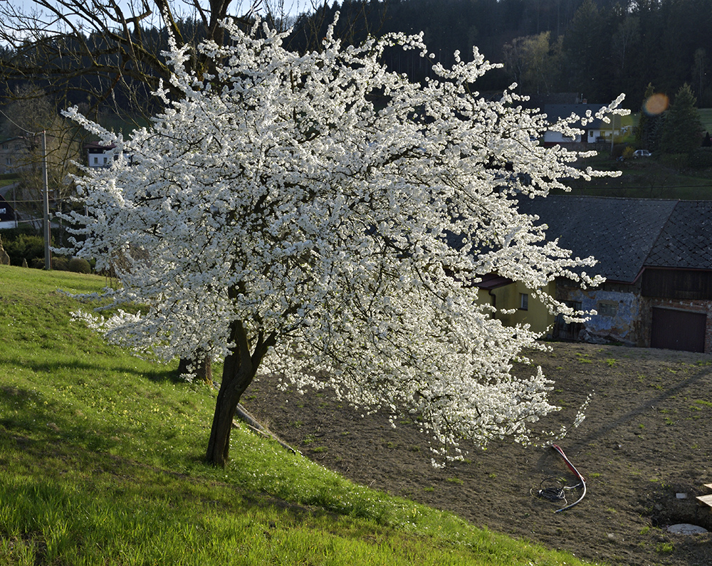 Tee - vt formt