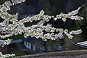 Cherry tree - main link