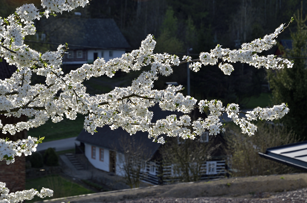Cherry tree - larger format