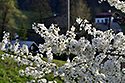 Cherry tree - main link