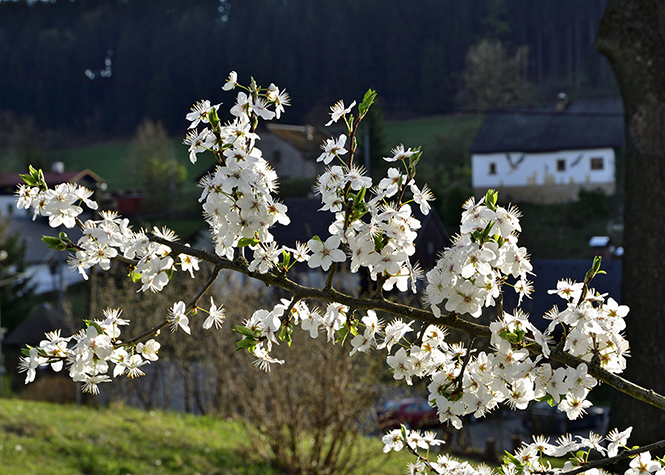 Cherry tree - smaller format