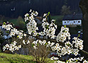 Cherry tree - main link