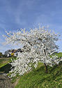 Cherry tree - main link