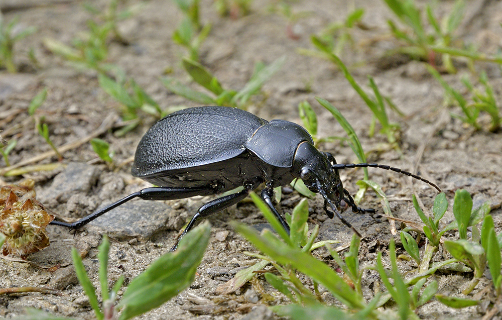 Ground beetle - larger format