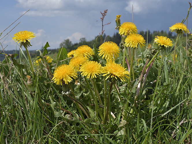 Dandelions - smaller format