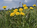 Dandelions - main link