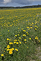 Dandelions - main link