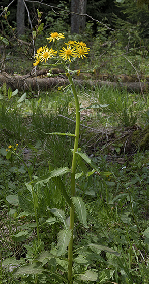 Ragwort - smaller format