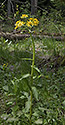 Ragwort - main link