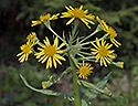 Ragwort - main link