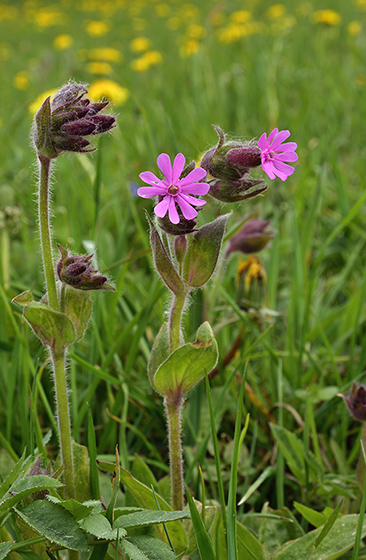 Campion - smaller format