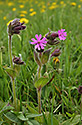 Campion - main link
