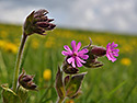 Campion - main link