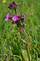 Campion - main link
