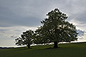 On plains - main link