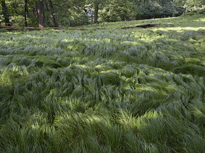 Grass - smaller format
