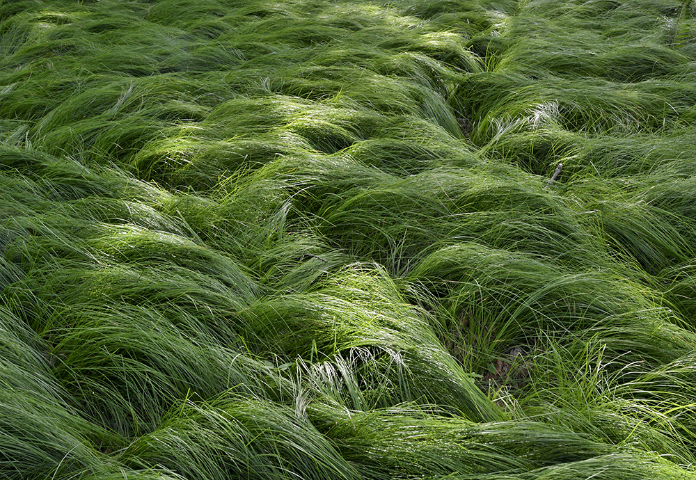 Grass - larger format