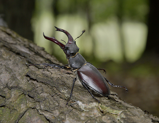 Stag beetle - smaller format