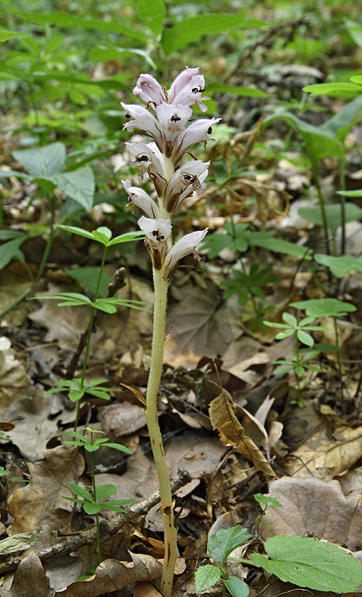 Broomrape - larger format