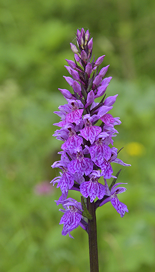 Spottes orchid - smaller format