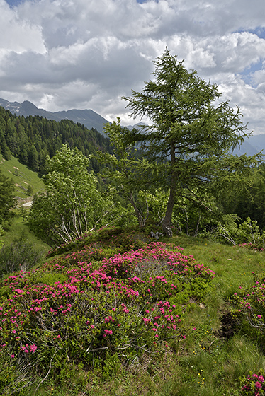 Lappachalm - men formt