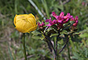 Globeflower - main link