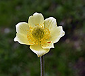 Pasqueflower - main link