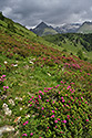 Rhododendrons - main link