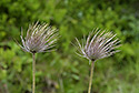 Pasqueflower - main link