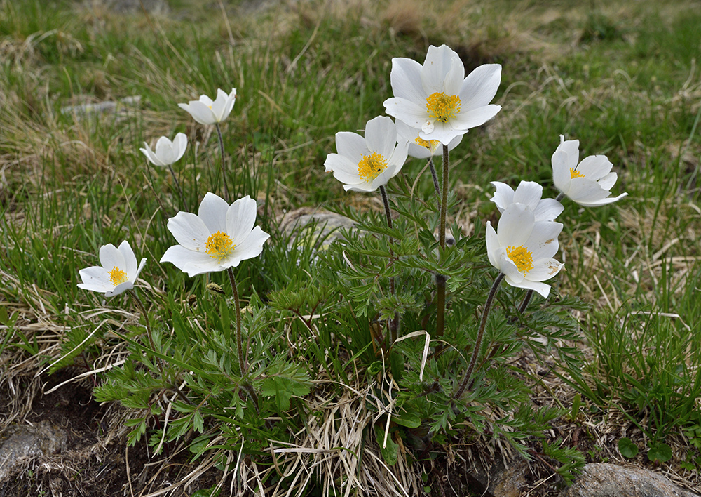 Pasqueflower - larger format