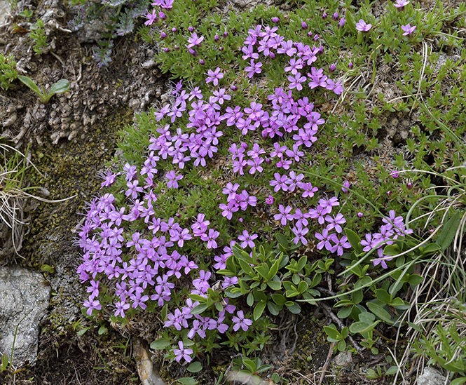 Moss Campion - smaller format