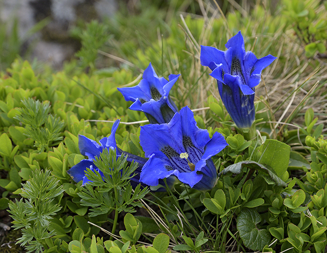 Gentians - smaller format