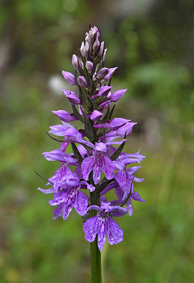 Spotted orchid - smaller format