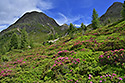 Rhododendrony - hlavn odkaz