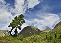 Divnostrom - hlavn odkaz