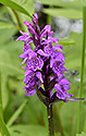 Spotted orchid - main link