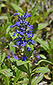 Blue bugle - main link