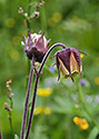 Water avens - main link