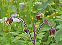 Water avens - main link