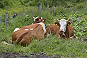 Inhabitants - main link