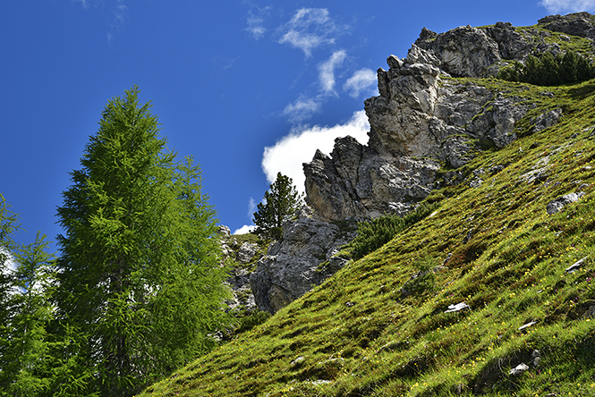 Alpine meadow - smaller format