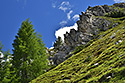 Alpine meadow - main link