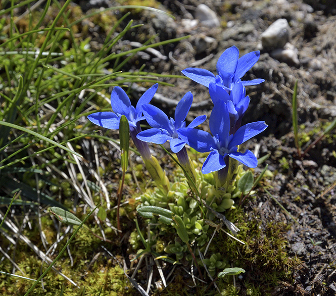 Gentianella - smaller format
