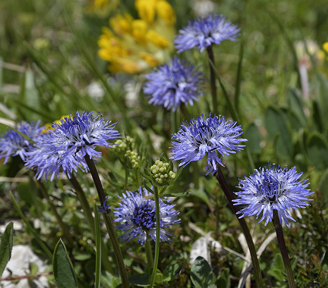 Globularia - smaller format