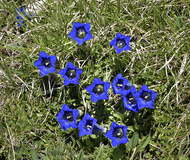 Gentian - smaller format