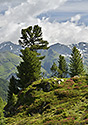 Na horch - hlavn odkaz