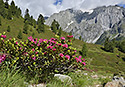 Rhododendrony - hlavn odkaz