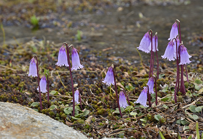 Soldanella pusilla - smaller format